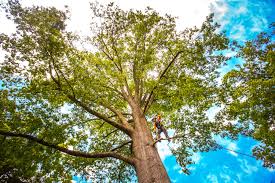 Best Root Management and Removal  in Old Orchard, PA