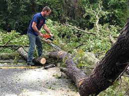 Best Fruit Tree Pruning  in Old Orchard, PA