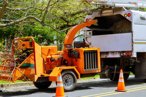 How Our Tree Care Process Works  in  Old Orchard, PA