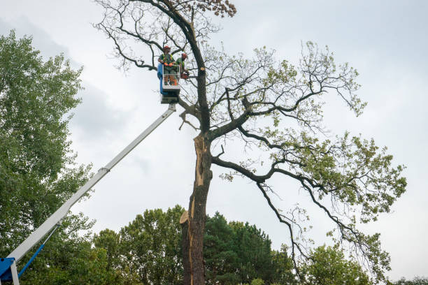 Best Leaf Removal Services  in Old Orchard, PA