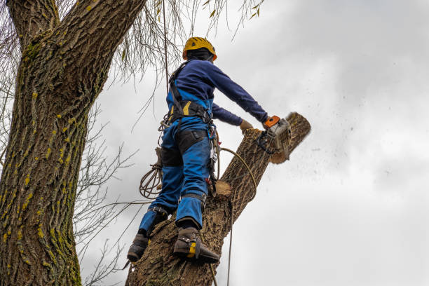 Professional  Tree Services in Old Orchard, PA