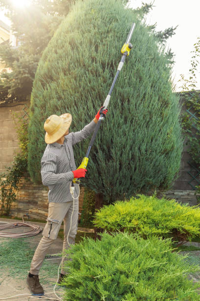 Best Storm Damage Tree Cleanup  in Old Orchard, PA